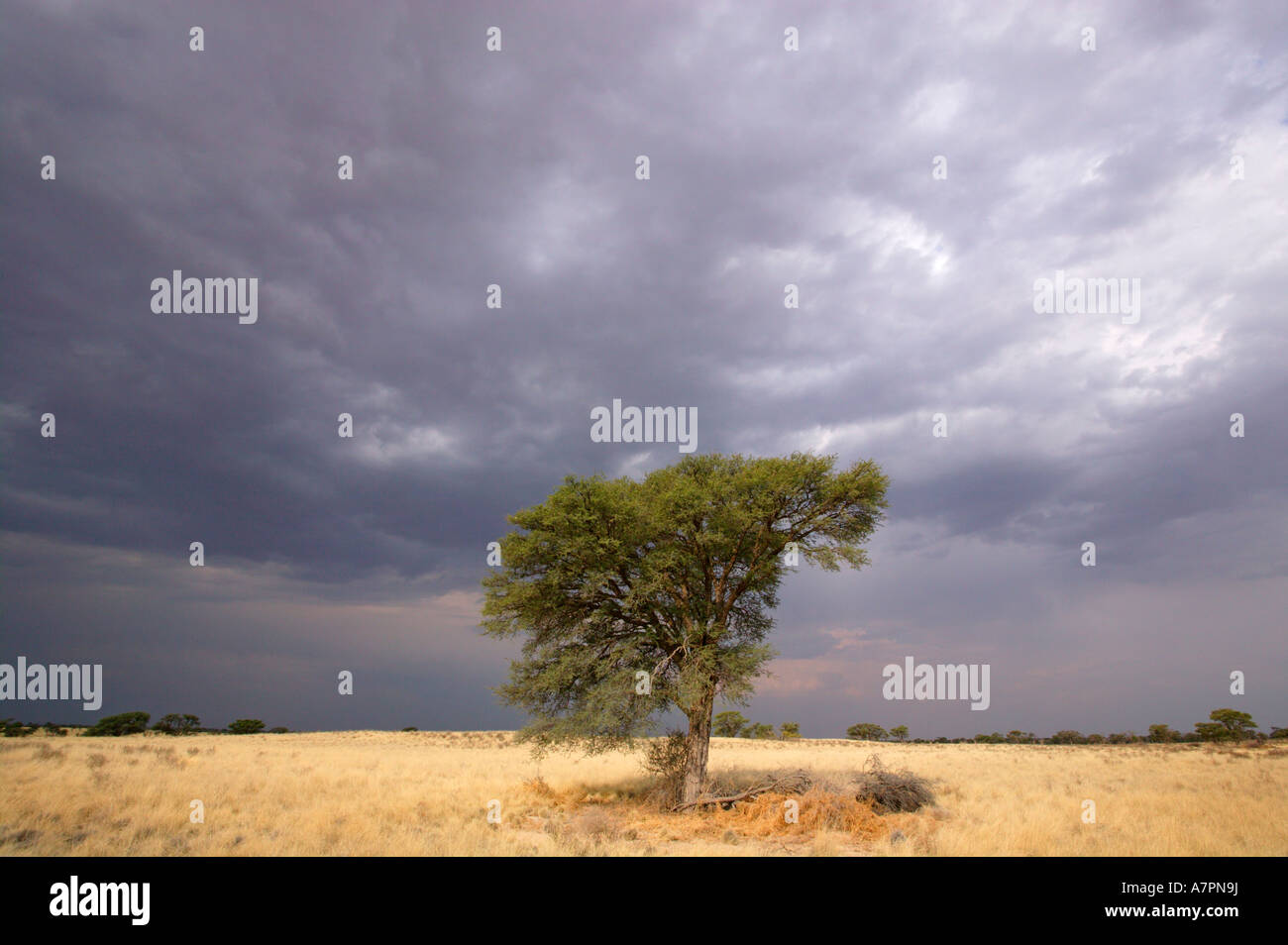 Einsamer Camelthorn Akazie Erioloba unter einem dunklen Himmel mit dem Versprechen des Regens Kgalagadi Transfrontier Park Stockfoto