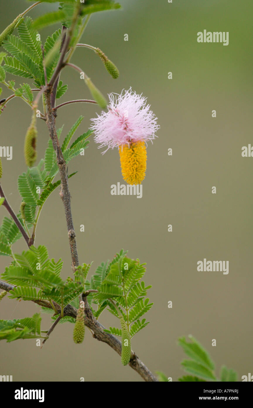 Sichel-Bush oder Lampion Blume Dichrostachys Cinerea eine gemeinsame Bushveld Strauch Sabi Sand Game Reserve Stockfoto