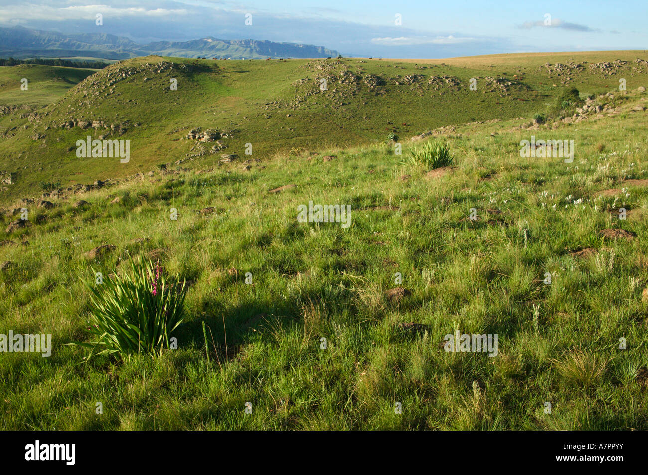 Malerische Landschaft am Fuße der Drakensberge Drakensberg Kwazulu Natal in Südafrika Stockfoto