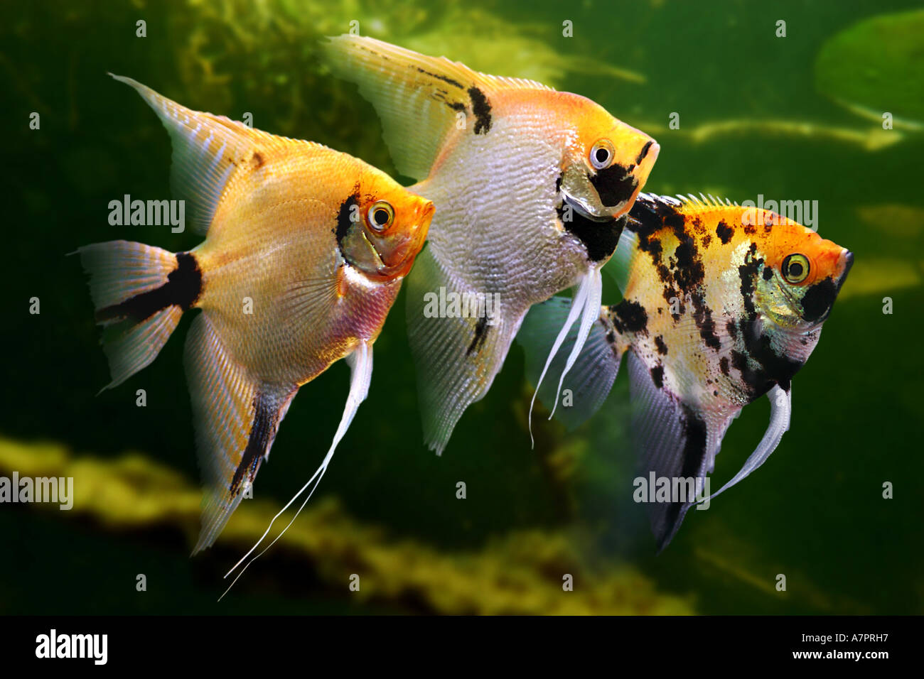 Süßwasser Kaiserfisch, Longfin skalaren, schwarze Kaiserfisch, Scalare (Pterophyllum Scalare), drei Personen, Side-by-schwimmen Stockfoto