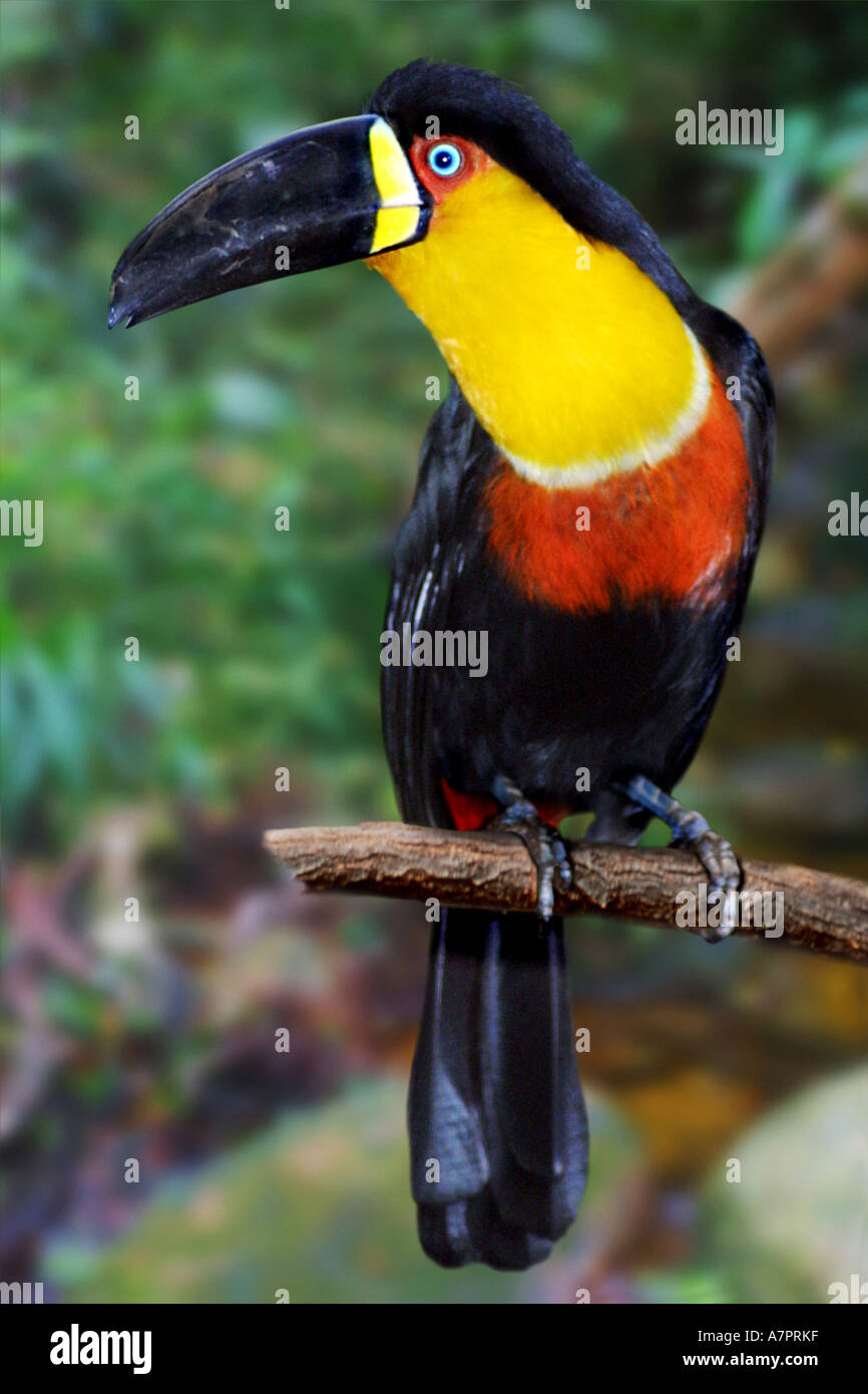 Ariel toucan ramphastos ariel Fotos und Bildmaterial in hoher