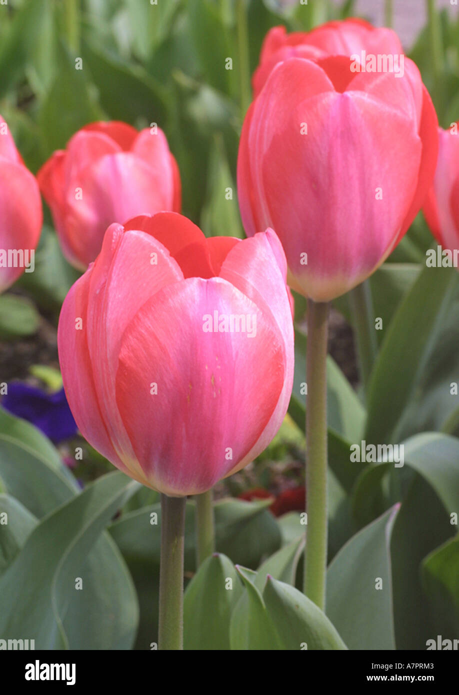 gemeinsamer Garten-Tulpe (Tulipa "Big Chief", Tulipa Big Chief), Blumen Stockfoto