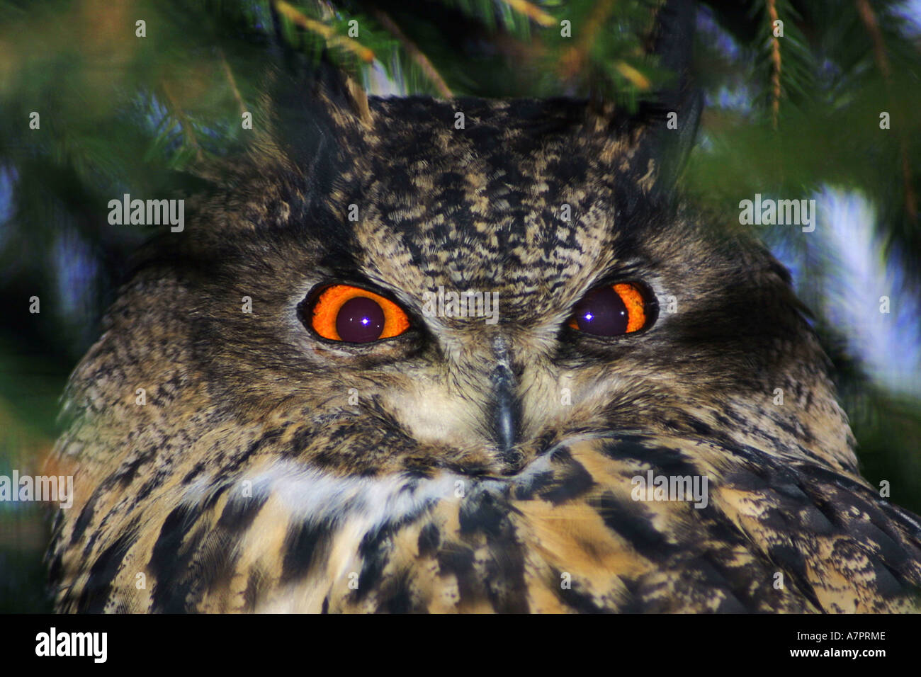 nördlichen Uhu (Bubo Bubo), Porträt, frontal Stockfoto