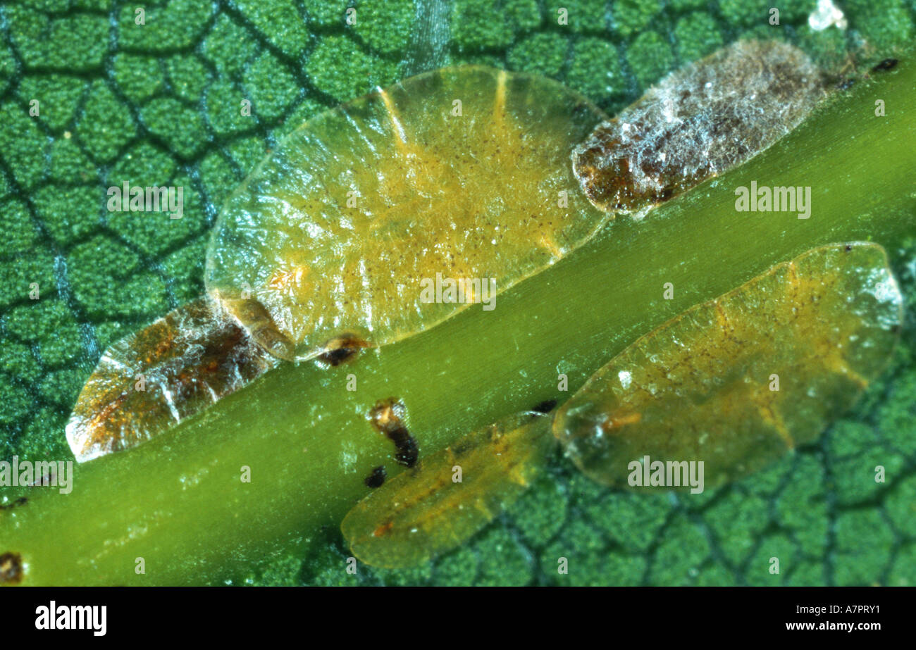 braune weiche Skala (Coccus Hesperidum), stellt sich Stockfoto