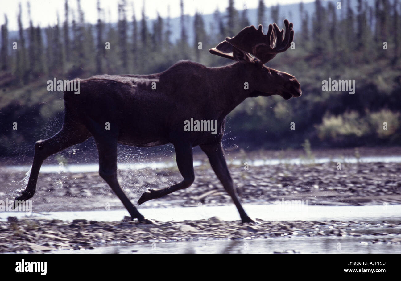 Big Moose neben Eagle River im Yukon Territory, Kanada. August 2003. Stockfoto