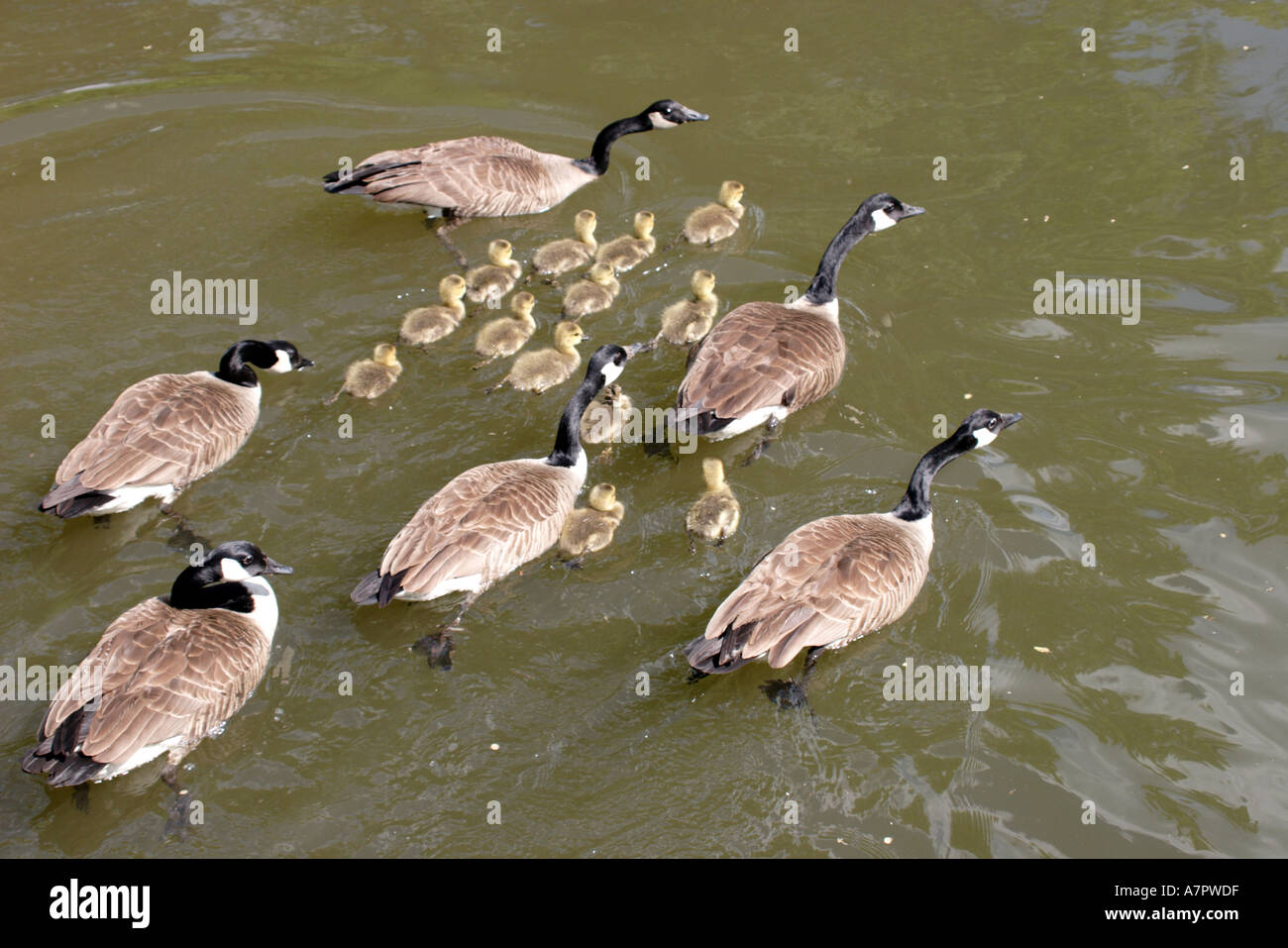 Kanada Gänse Gänsel nehmen Sie ein Bad mit der ganzen Familie Stockfoto