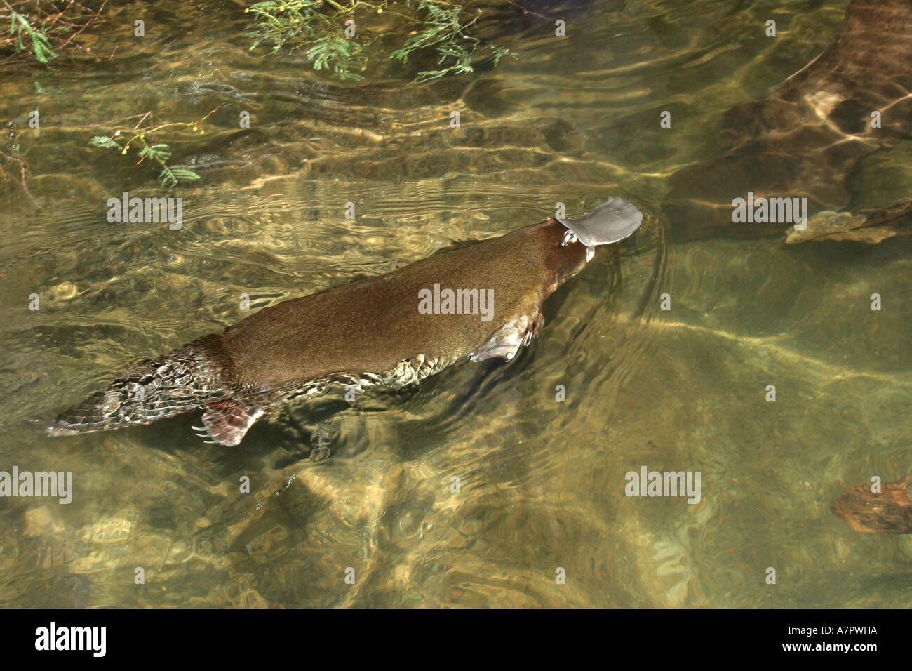 schnabeltier-ente-abgerechnet-platypus-ornithorhynchus-anatinus