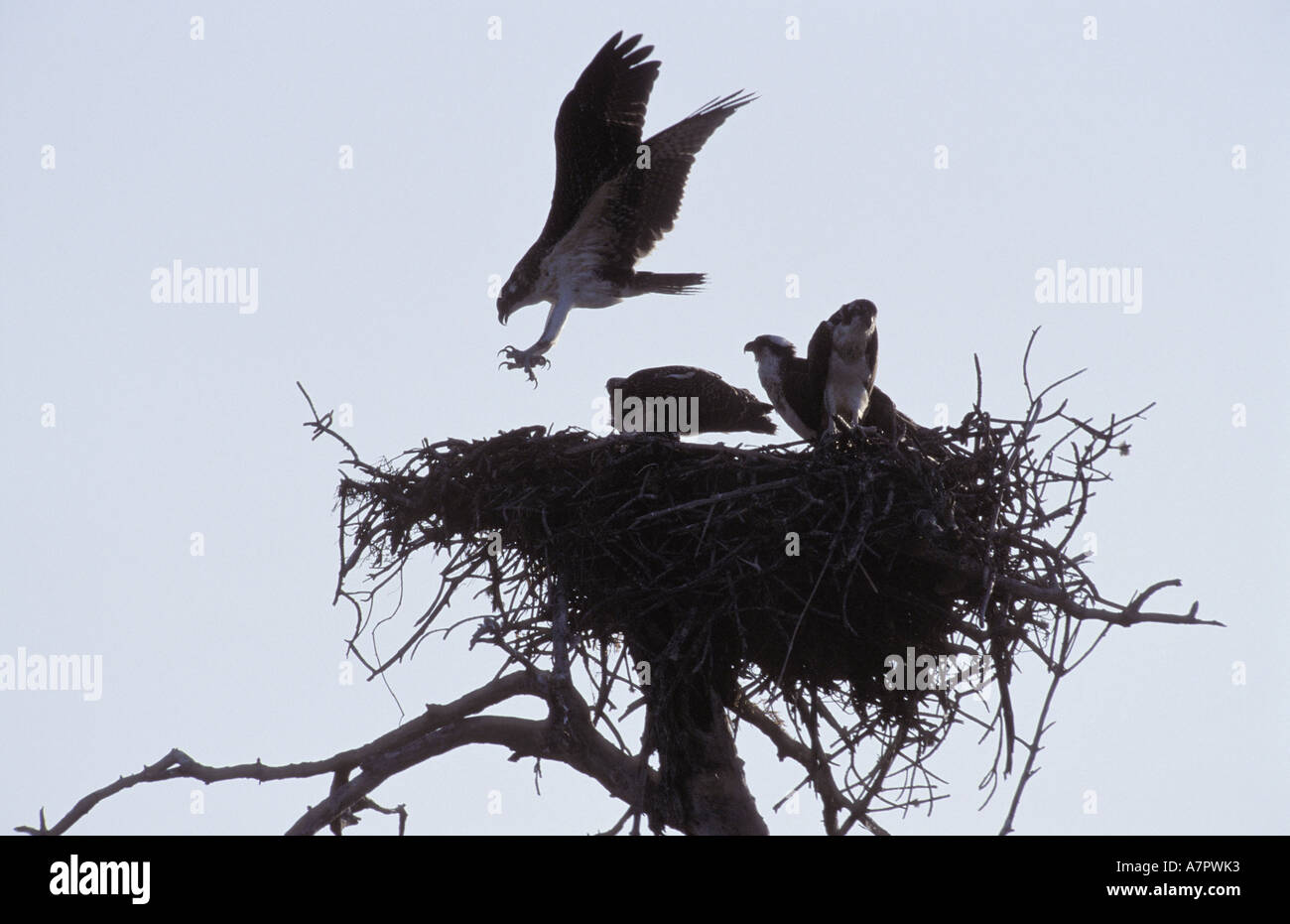 Fischadler, Fisch Hawk (Pandion Haliaetus), Ansatz, Schachteln, USA, Florida Stockfoto