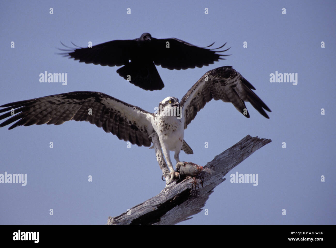 Fischadler, Fisch Hawk (Pandion Haliaetus), Kropf Attacing Fischadler, der Fisch Beute zwischen seine Krallen, USA, Florida hält Stockfoto