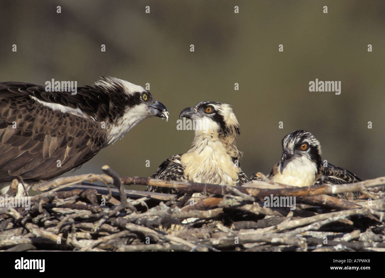 Fischadler, Fisch Hawk (Pandion Haliaetus), Erwachsener Fütterung zwei junge im Nest, USA, Florida Stockfoto