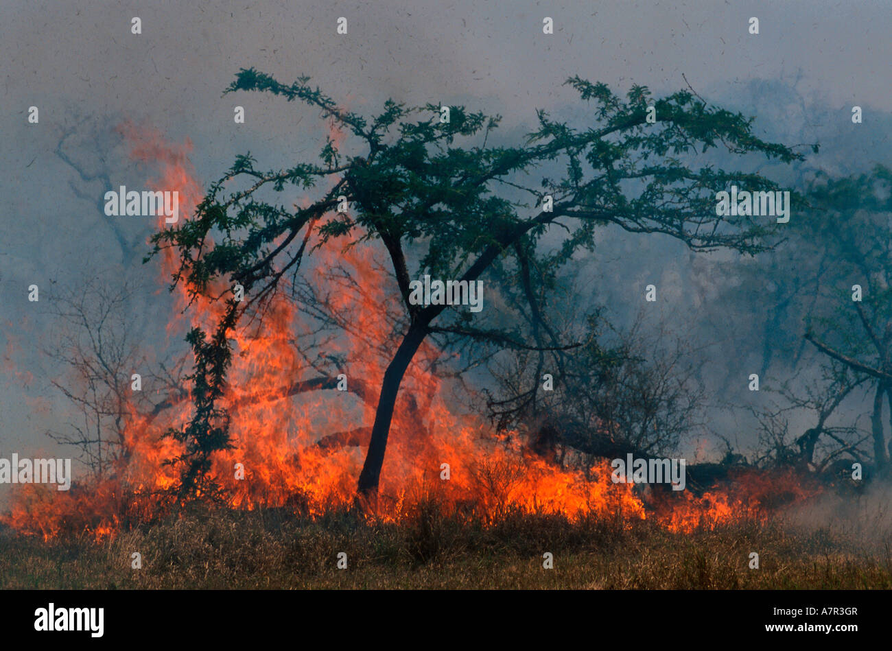 Die Flammen eines Busches Feuer springt in die Luft werfen Schutt nach oben Sabi Sand Game Reserve Mpumalanga in Südafrika Stockfoto