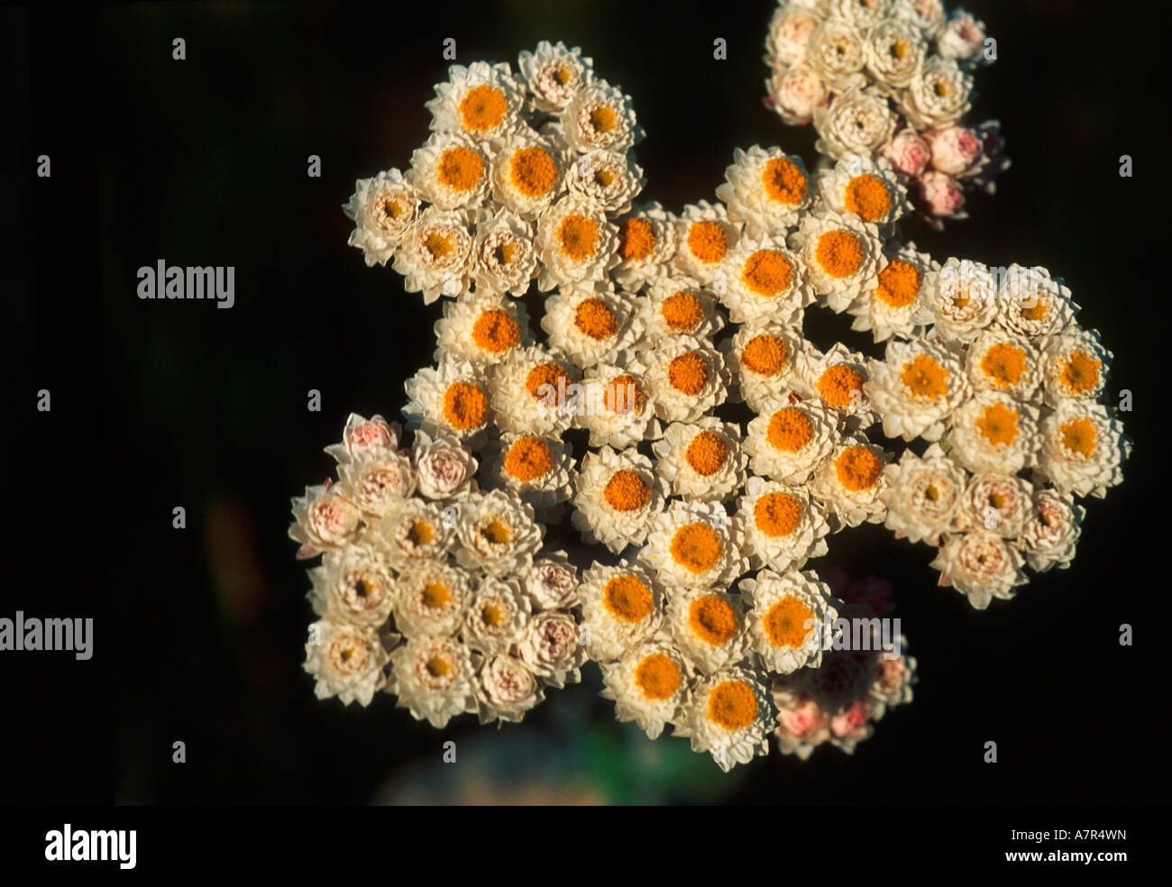 Erdbeere ewig Helichrysum Felinum Zuurberg Nationalpark Eastern Cape Südafrika Stockfoto