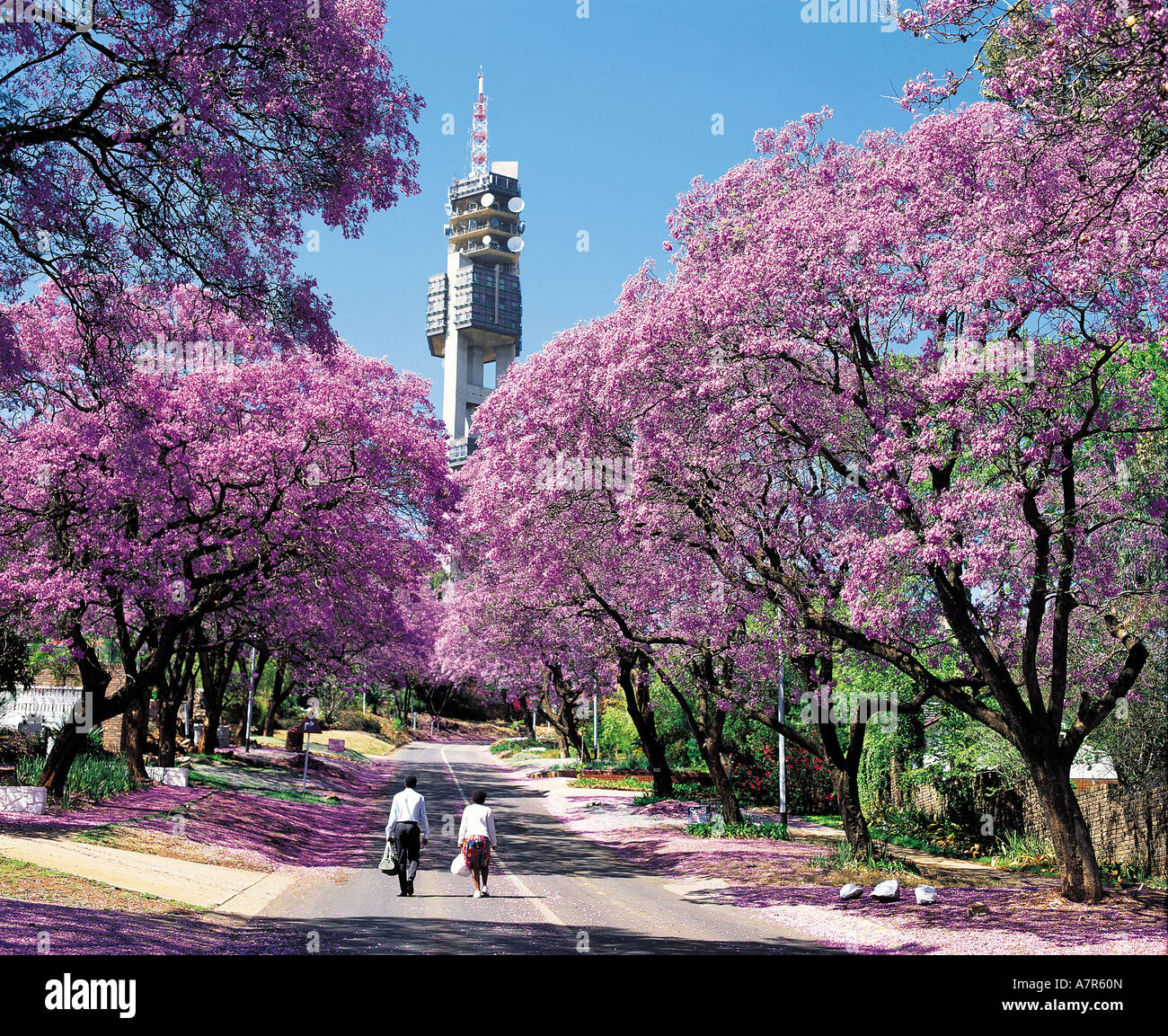 Jacaranda-Bäume säumen eine geteerte Straße in Pretoria mit lila Blüten Pretoria Gauteng, Südafrika Stockfoto