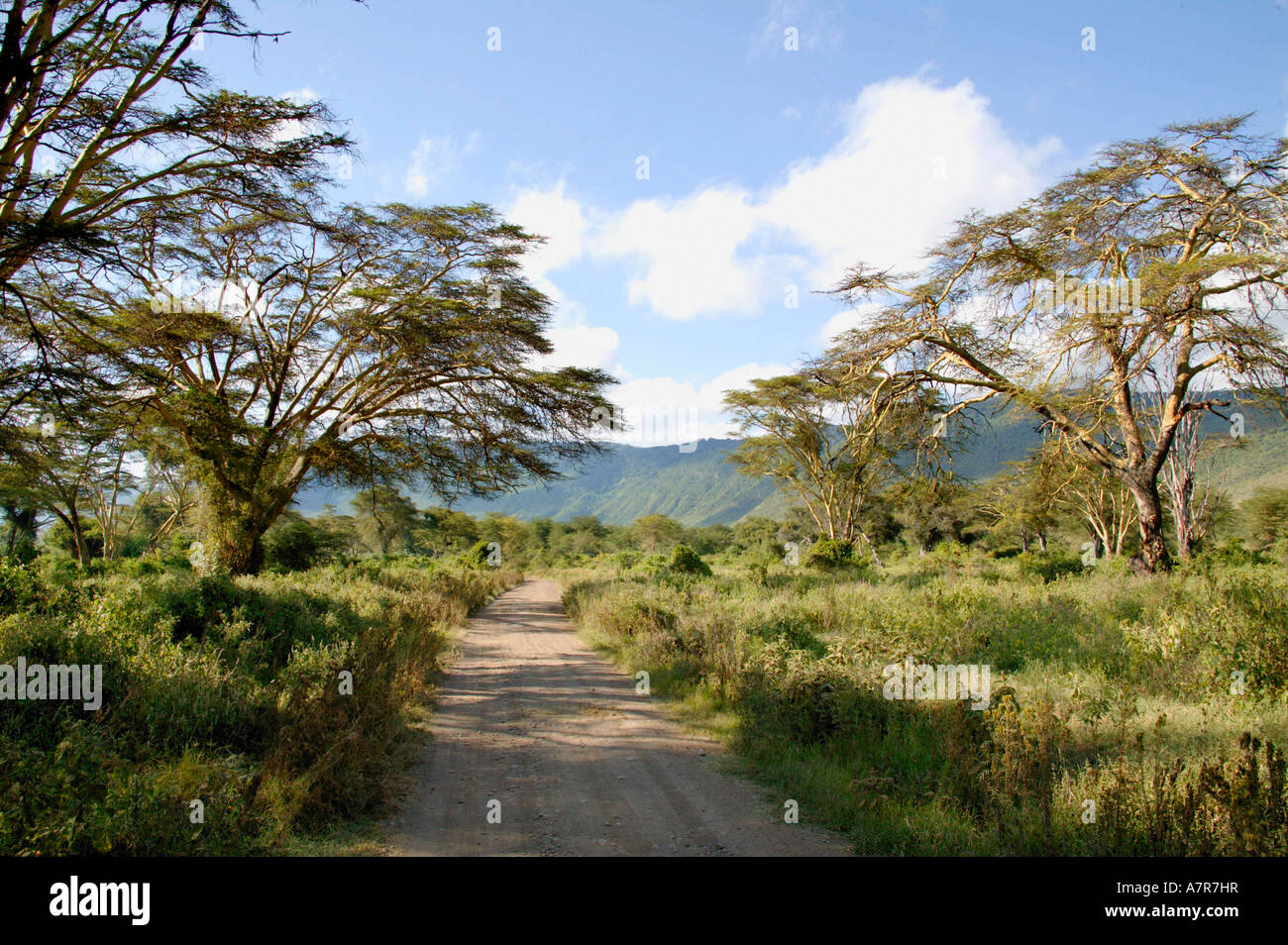 Fieber Bäume Acacia Xanthophloea im Lerai Wald Erdgeschoss Ngorongoro Krater Ngorongoro Krater Tansania Stockfoto