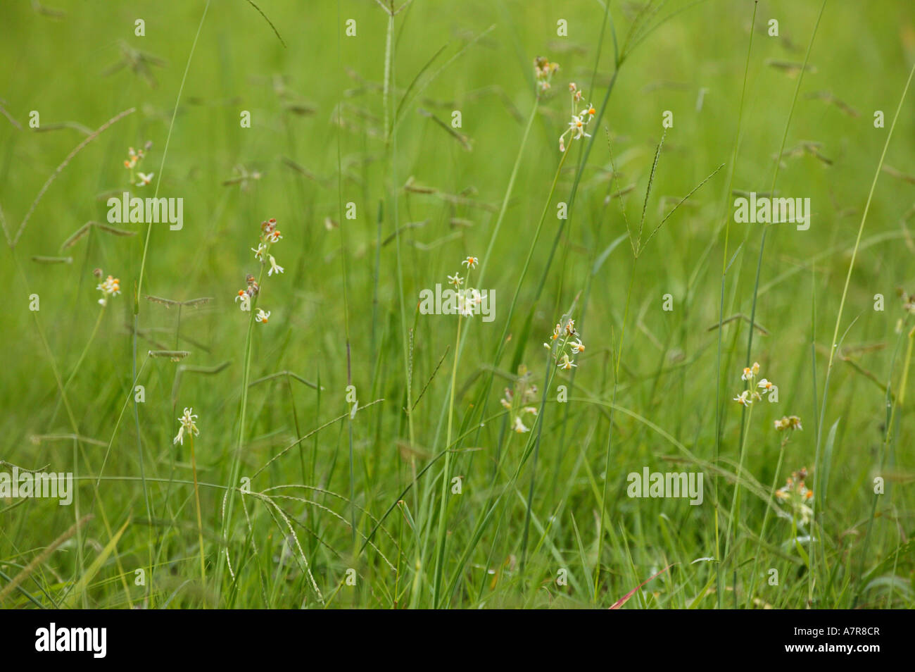 Detail des kleinen forbaceous Pläne mit zarten Blüten wachsen in einem Feld von indigenen Veld Gräser im Kruger National Park Stockfoto