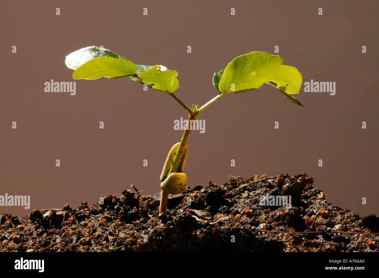 Schotia Brachypetala weinend Boer Bean Sämling aus dem Boden zeigt frische, grüne Blätter und die zwei Keimblätter Stockfoto