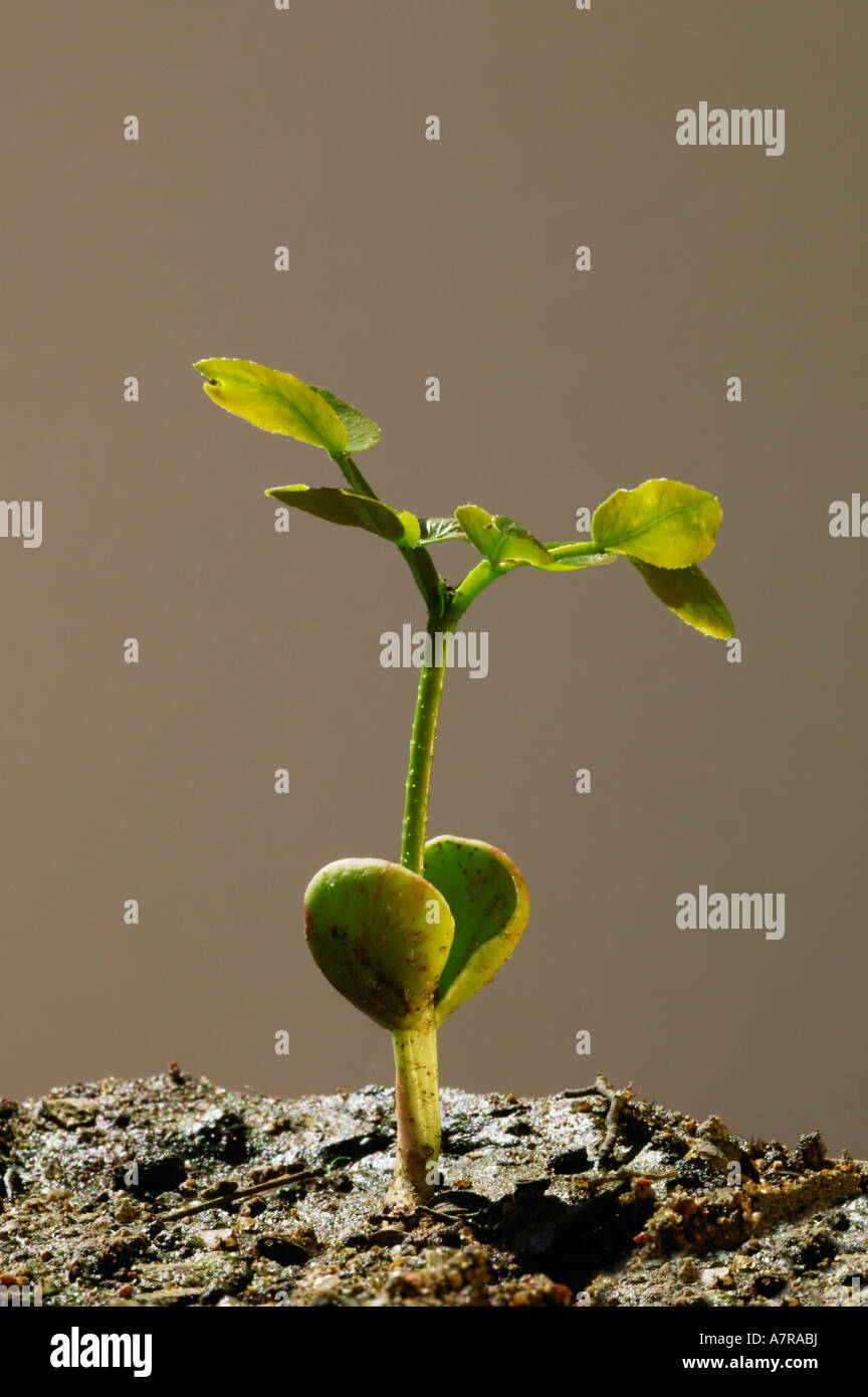 Schotia Brachypetala weinend Boer Bean Sämling aus dem Boden zeigt frische, grüne Blätter und die zwei Keimblätter Stockfoto