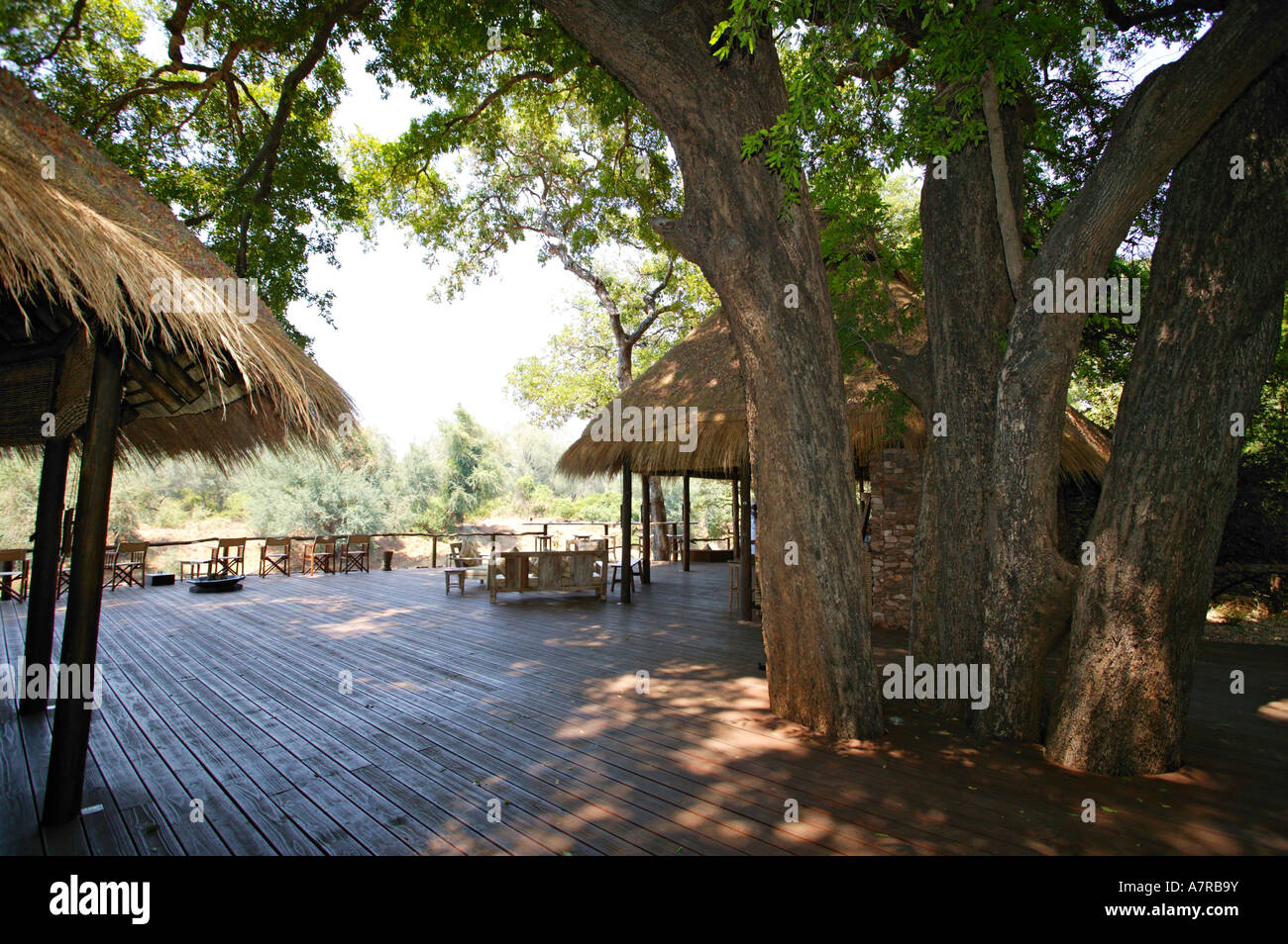 Pafuri Camp zeigt die große Holzterrasse und Open-Air-Lounge-Bereich im Schatten von großen Jackalberry Baum Makuleke Konzession Stockfoto