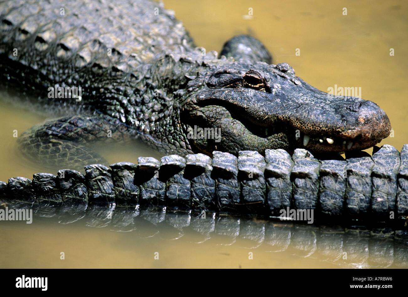 USA, Florida, Golf-Küste, Krokodil am Homosassa Springs State Wildlife Park Stockfoto