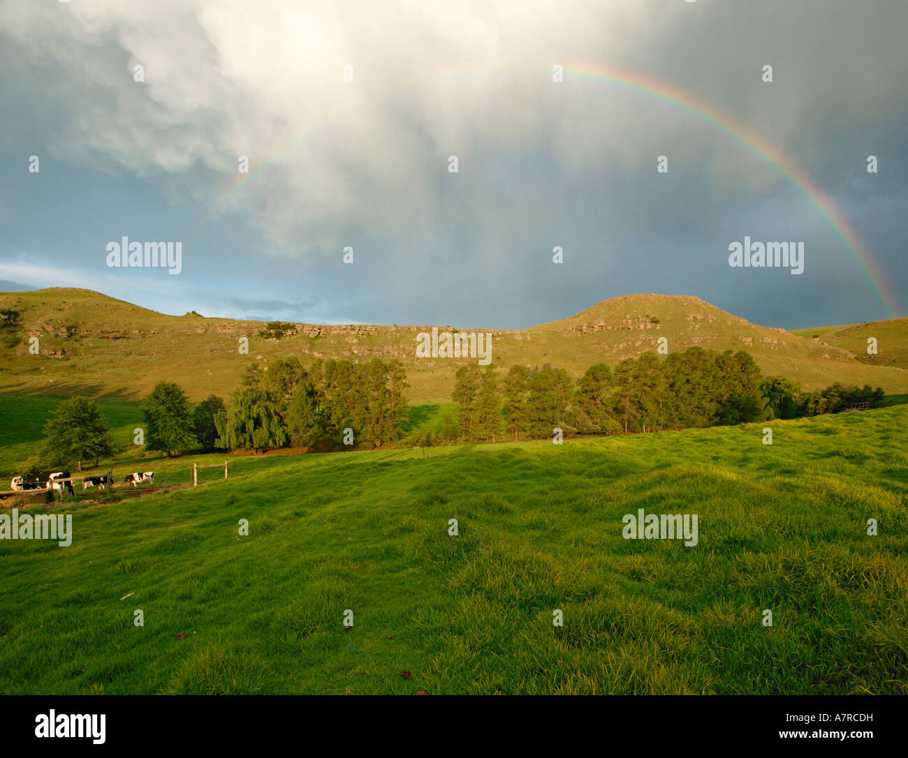 Molkerei Weide mit einem kompletten Regenbogen in die Drakensberge Underberg Kwazulu Natal-Südafrika Stockfoto