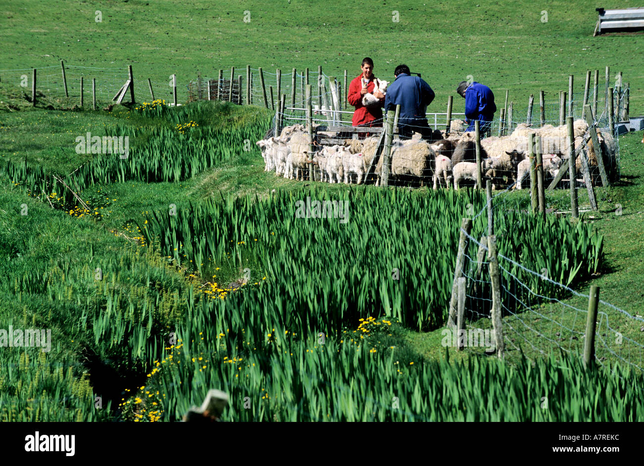 Großbritannien, Schottland, Shetland-Inseln, Westküste des südlichen Festlands, Kastration der Lämmer in der Nähe von Scousburgh Stockfoto