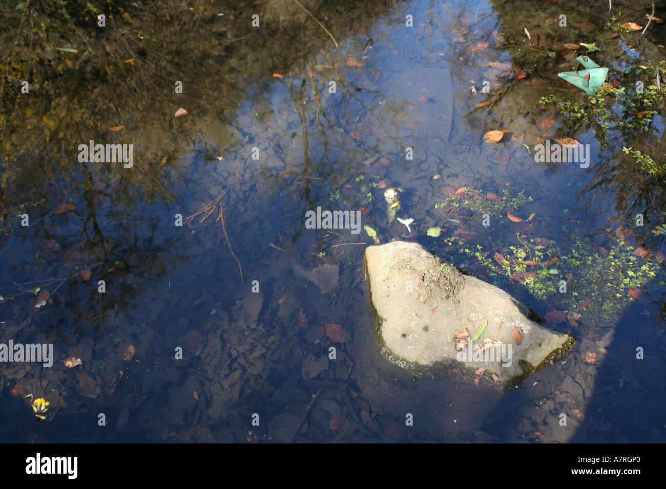 Teich in Fossil Grove an der Victoria Park, Glasgow, Schottland, Großbritannien. Stockfoto