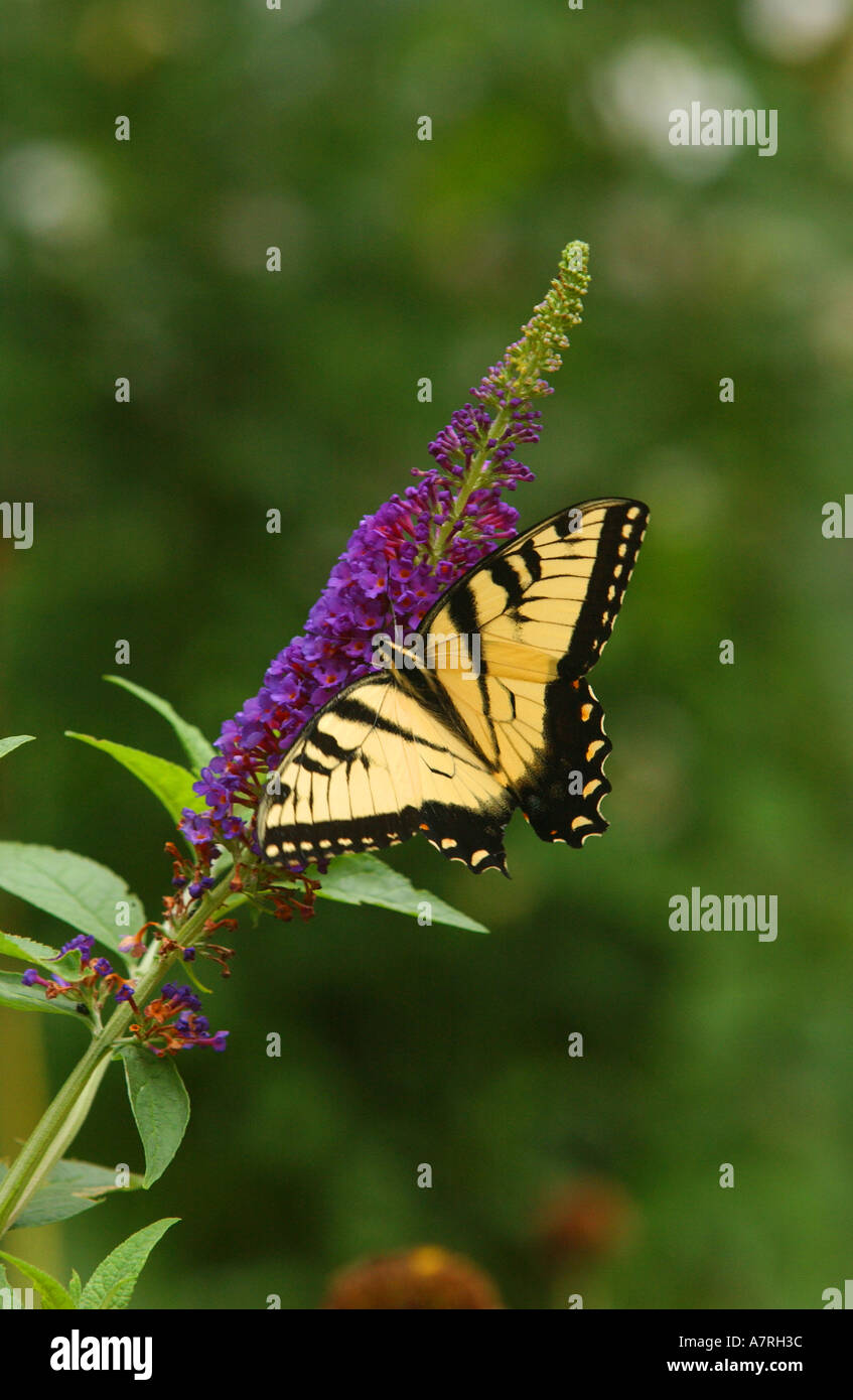 Monarch-Schmetterling auf einer Blüte in Farbe Stockfoto