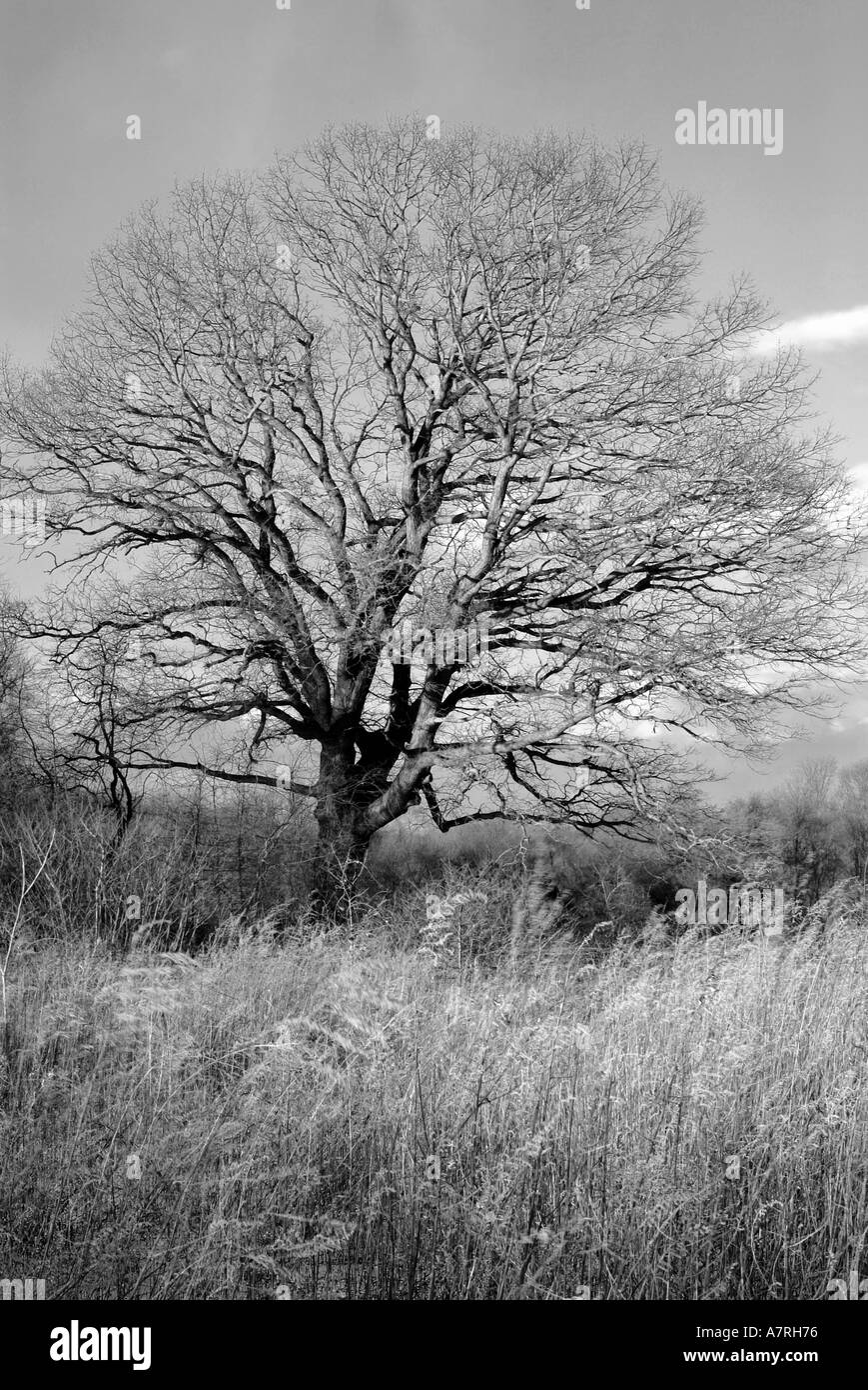 Schwarze und weiße Landschaft einfach Baum Stockfoto