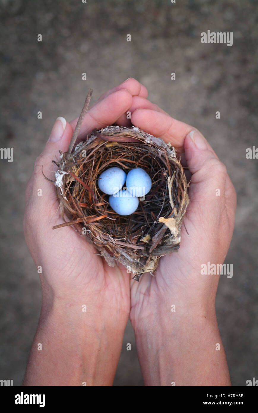 Hände halten ein Nest und drei blauen Eiern Notgroschen Einsparungen Konzept Stockfoto