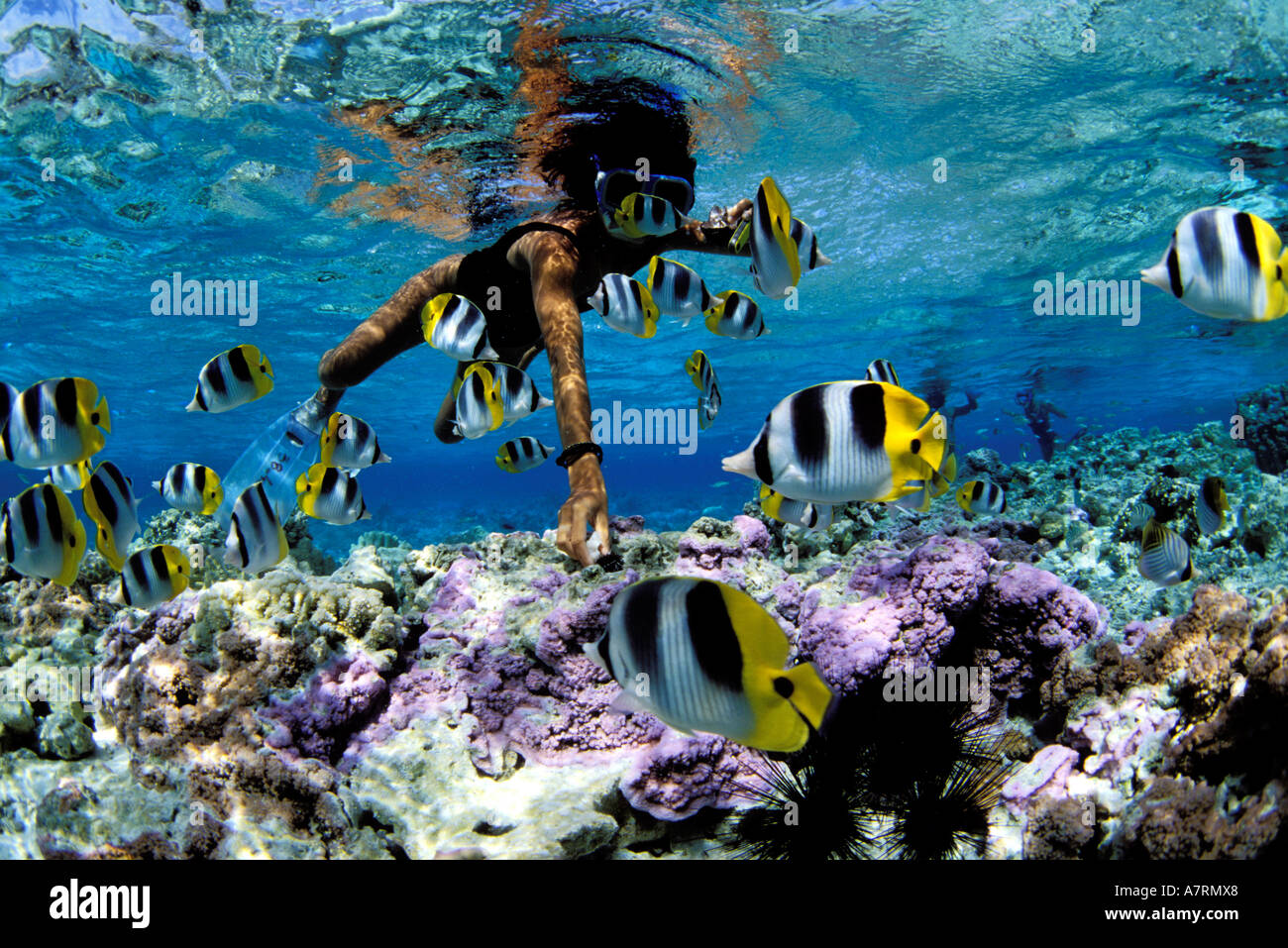 Französisch-Polynesien, Gesellschaftsinseln, Insel Bora Bora, Falterfische in der Lagune Stockfoto