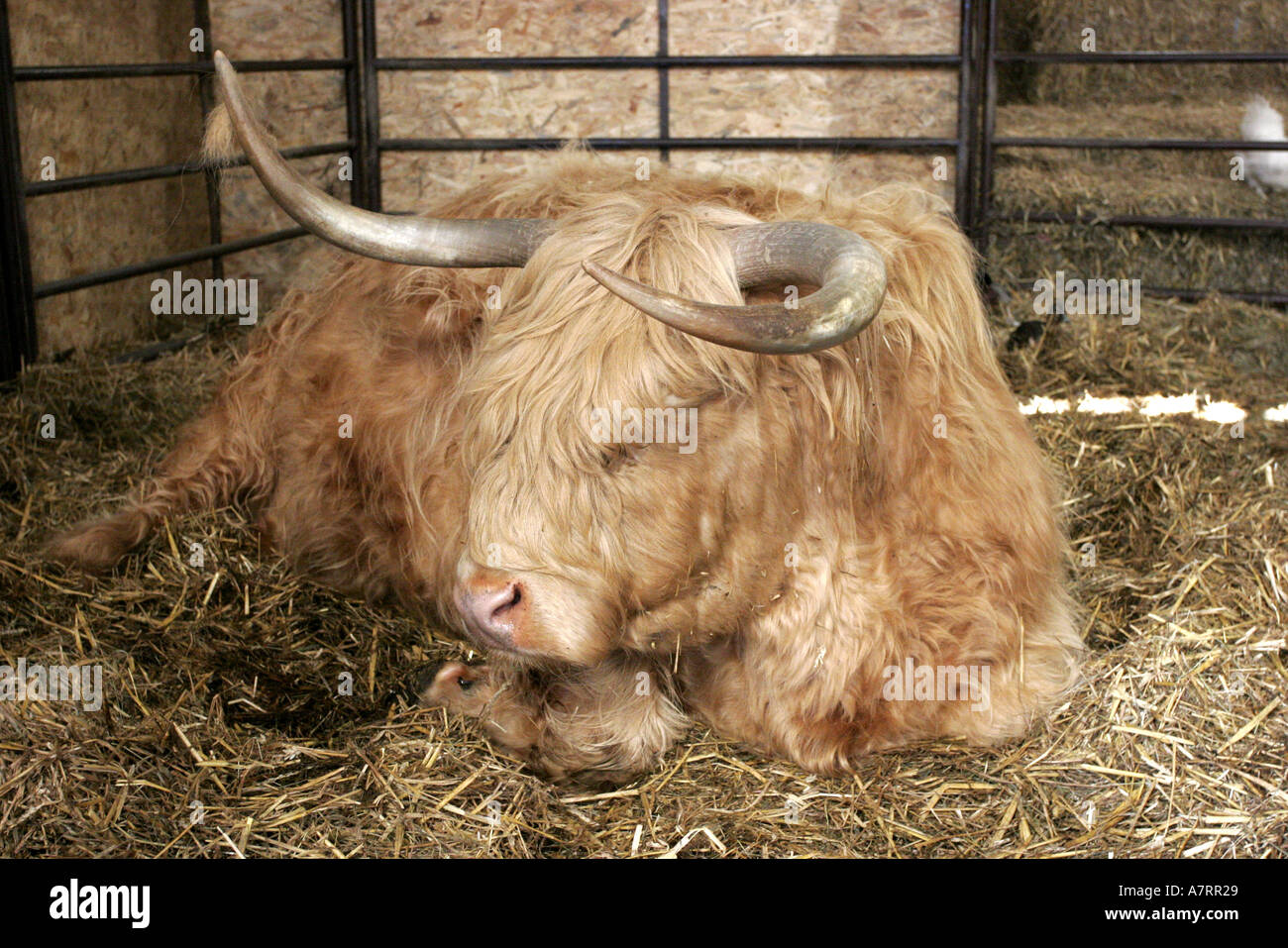 Highland Kuh mit Hörnern Stockfoto