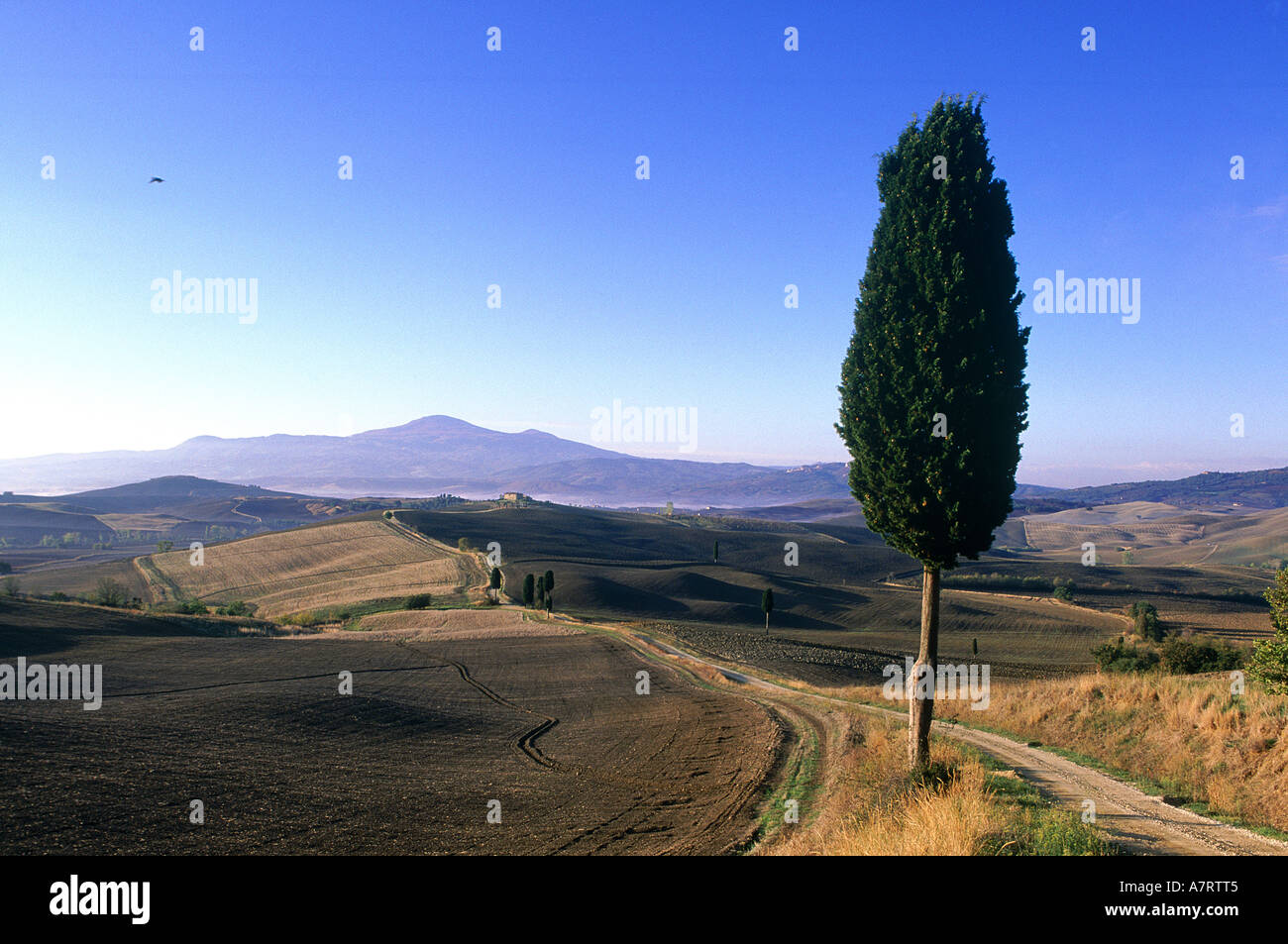 Italien, Toskana, Landschaft von Siena County unterwegs Wappen in Richtung Pienza Stockfoto