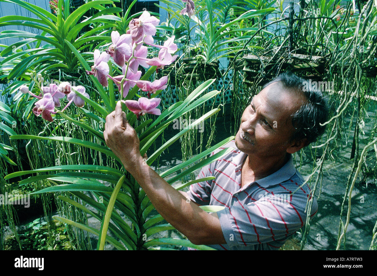 Indonesien, Bali Insel, Orchideen Sammler im Gewächshaus Stockfoto