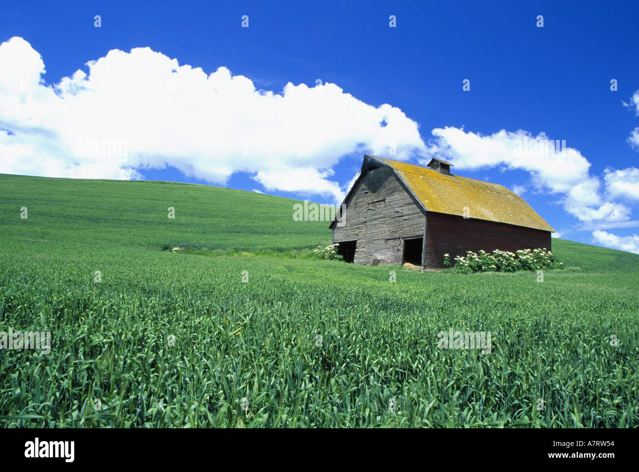 N.a., USA, Washington, Whitman County in der Nähe Colfax. Alte Scheune im Weizenfeld mit Kuh Pastinake an der Seite der Scheune. PR (MR) Stockfoto