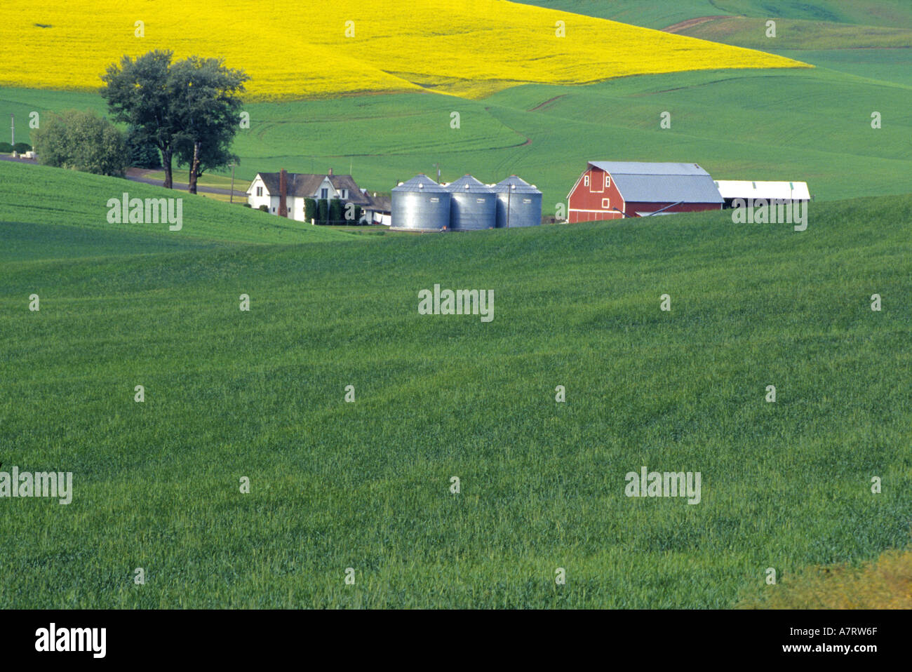 Land-Bauernhof in Whitman County, Washington State PR (MR) Stockfoto