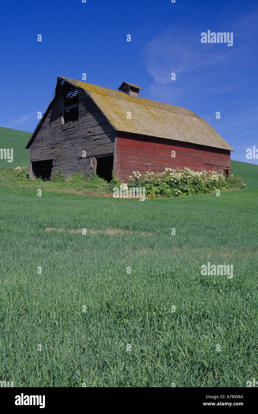 N.a., USA, Washington, Whitman County in der Nähe Colfax. Rote Scheune im Weizenfeld mit Kuh Pastinaken. PR (MR) Stockfoto