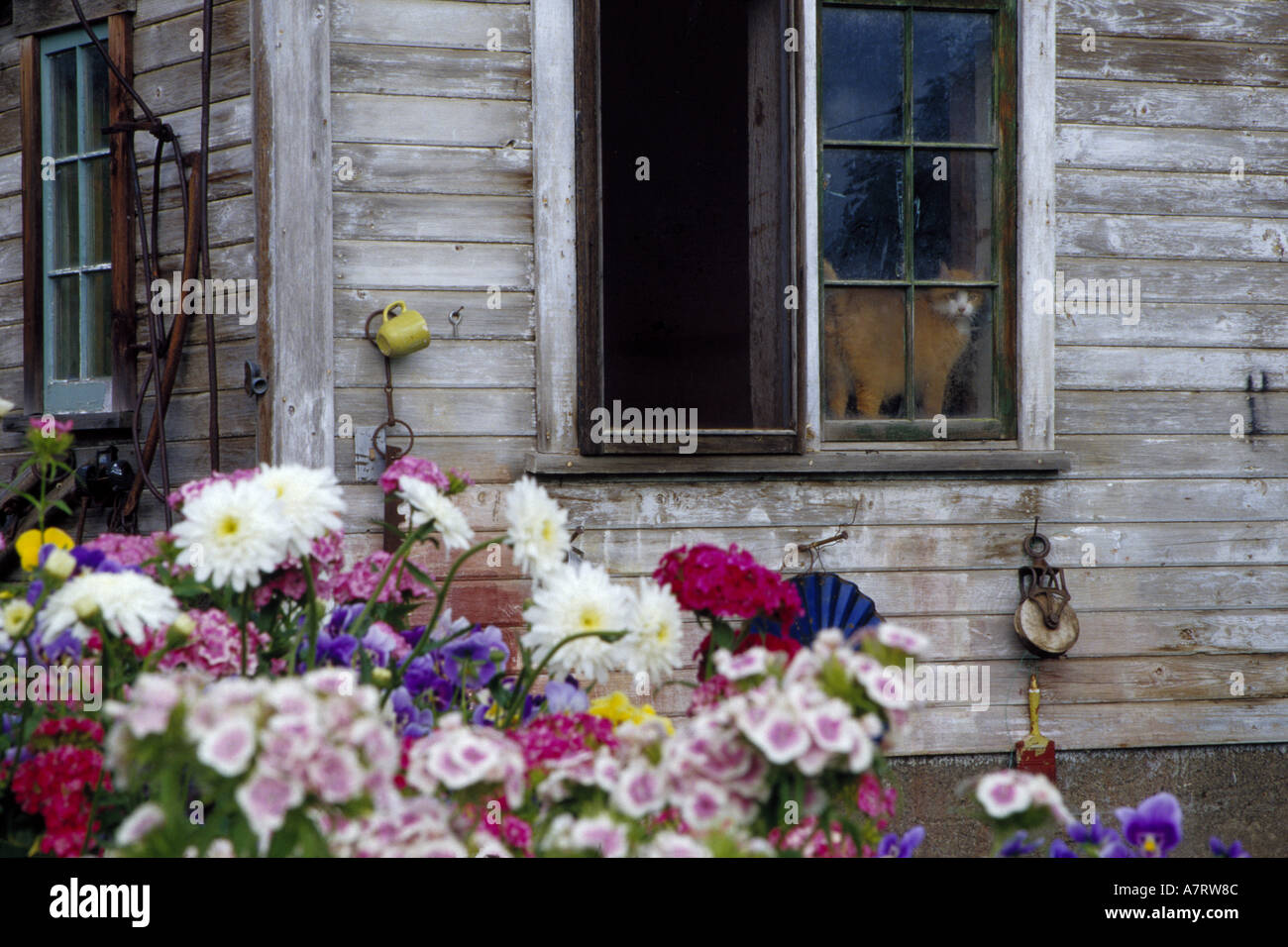 N.a., USA, Washington, Whitman County in der Nähe von Uniontown. Alte Scheune mit Katze im Fenster mit Blumen gepflanzt in Wagen. PR (MR) Stockfoto