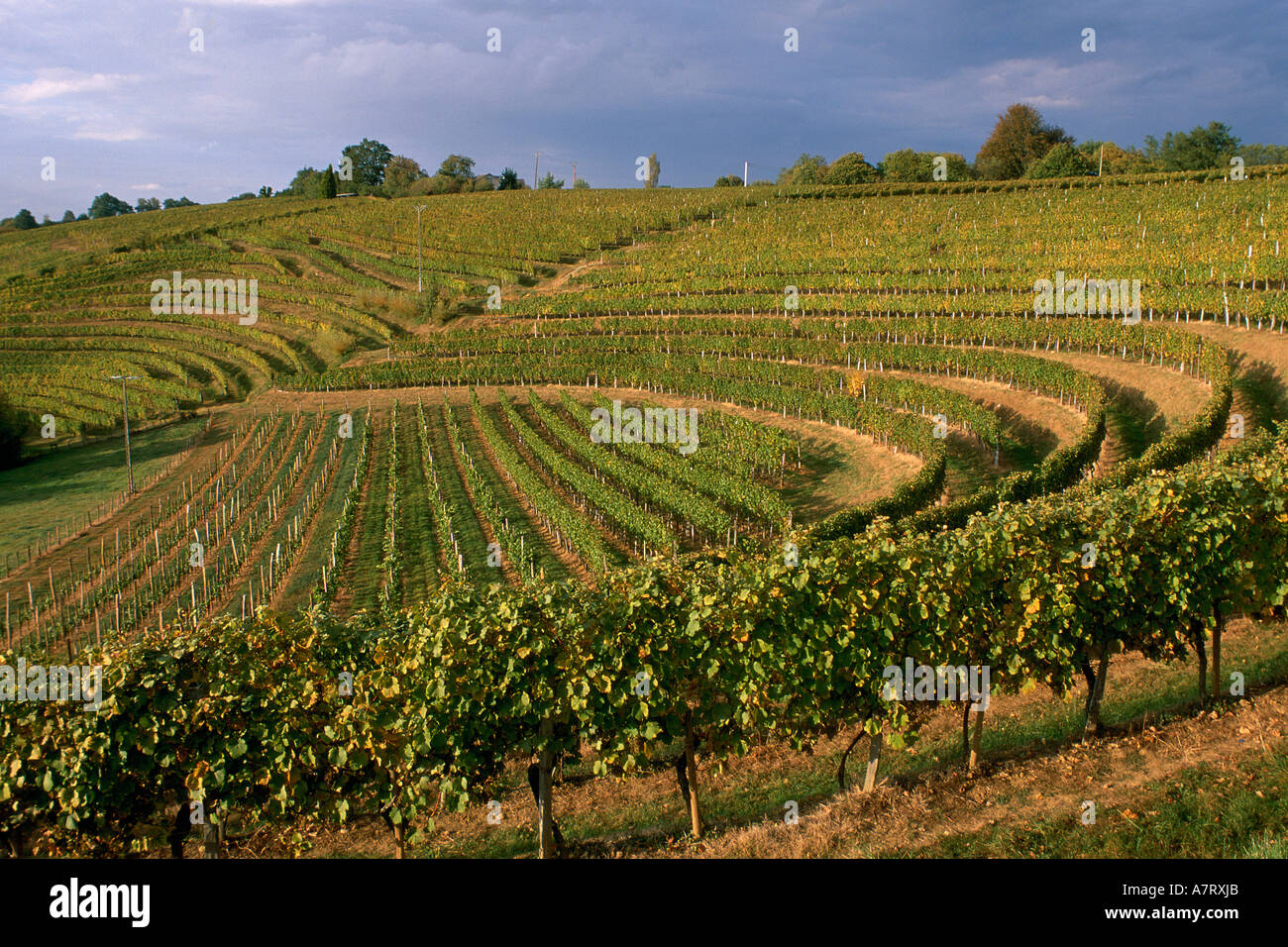 Petit manseng Fotos und Bildmaterial in hoher Auflösung Alamy
