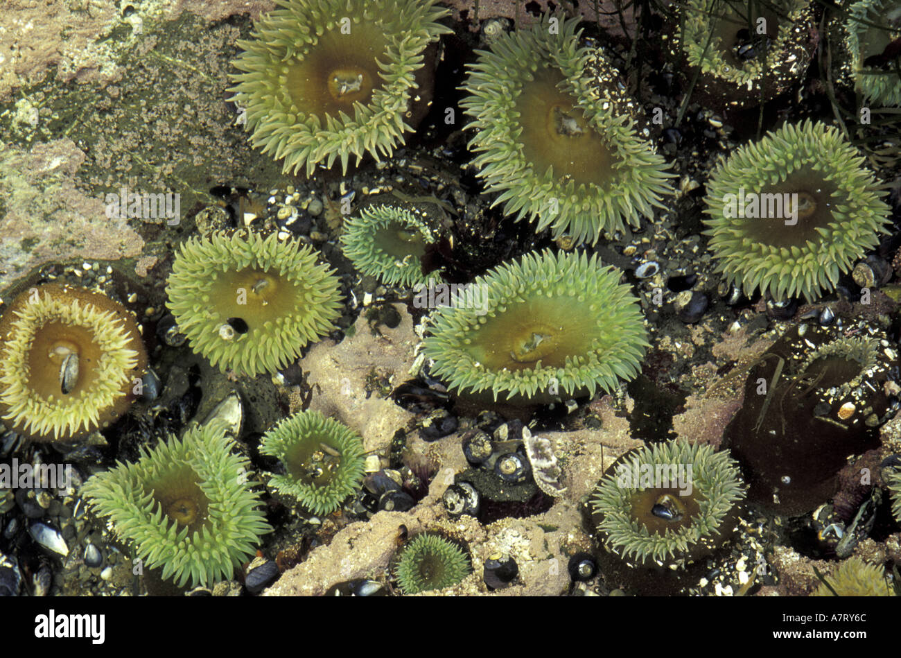 N.a., USA, Washington, Olympic Nationalpark, Giant Green Seeanemonen Stockfoto