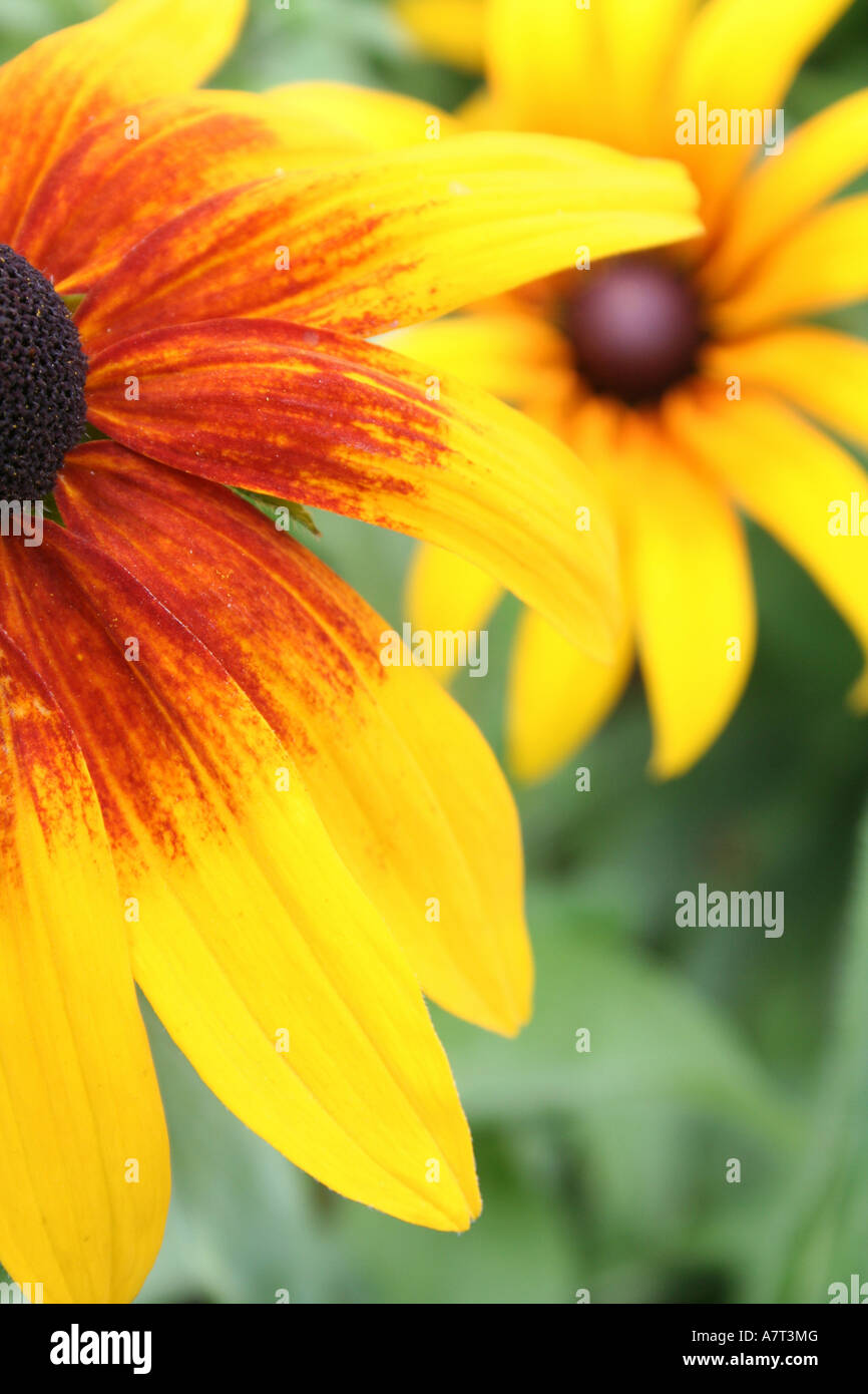 Nahaufnahme der Blüte Stockfoto