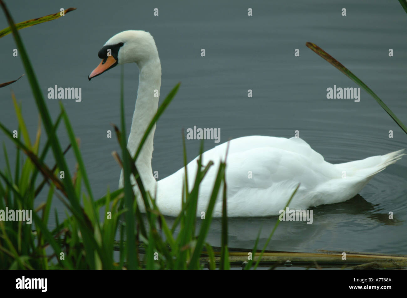 Swans0002 Stockfoto
