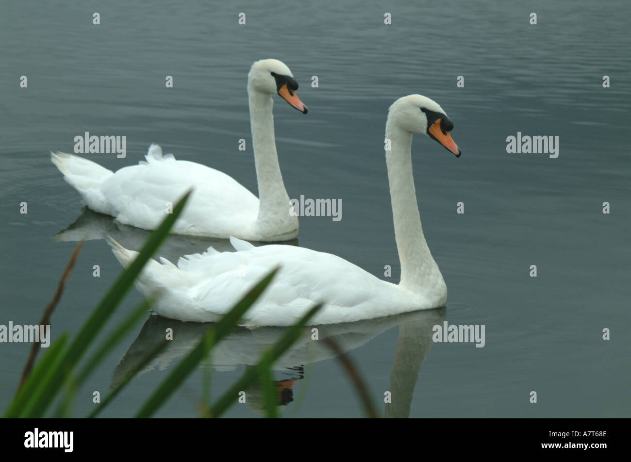 Swans0006 Stockfoto