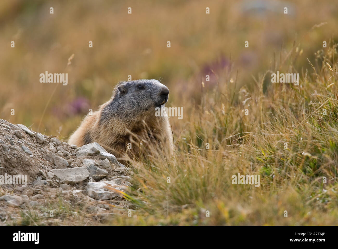 Nahaufnahme von Marmot im Feld, Tirol, Österreich Stockfoto