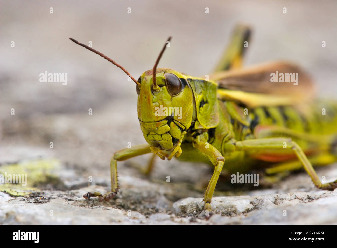 Nahaufnahme der Lümmel Grasshopper (Romalea Guttata) Stockfoto