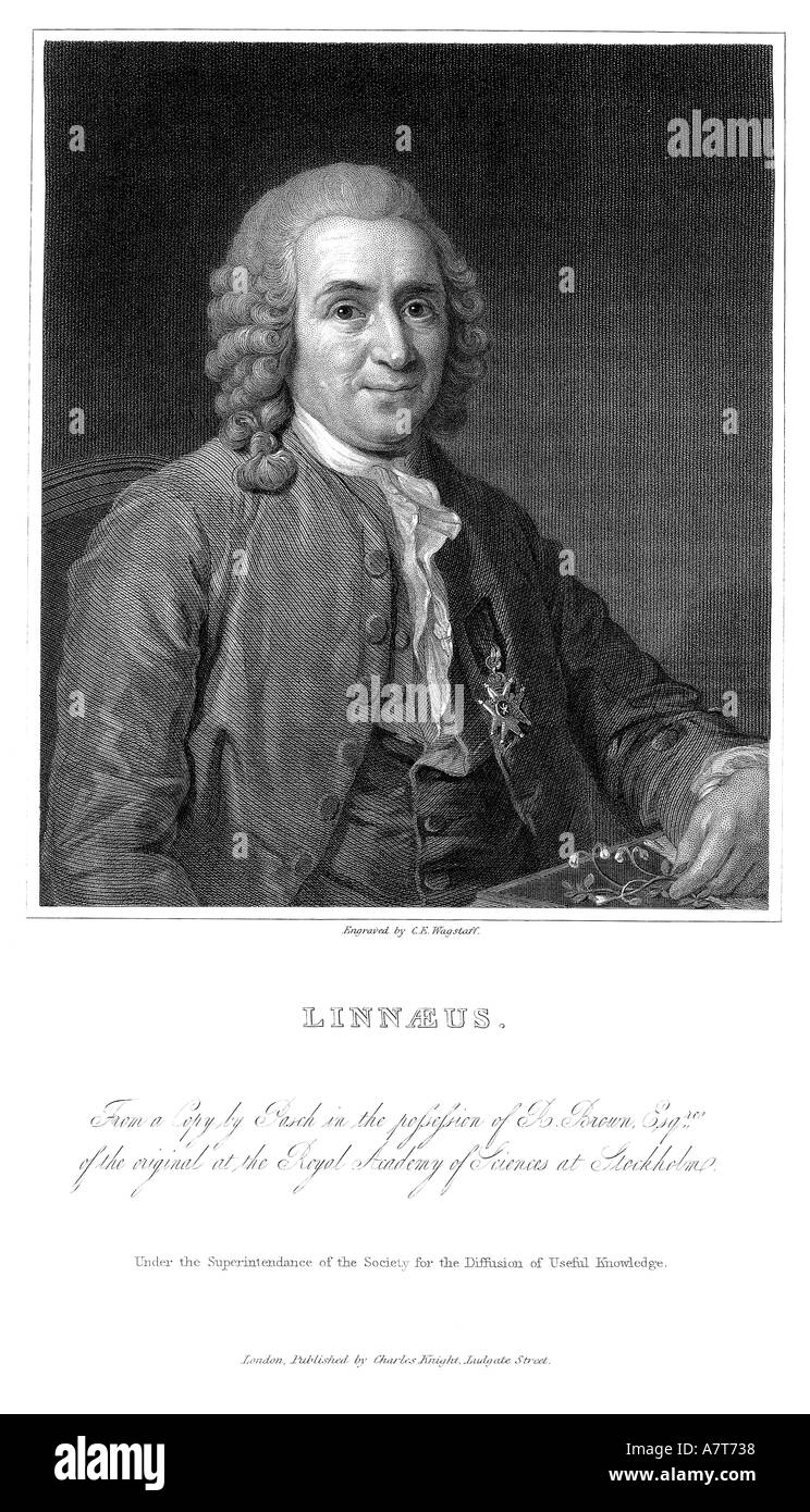Porträt von Carolus Linnaeus Carl von Linné 1707 1778 Gravur Stockfoto