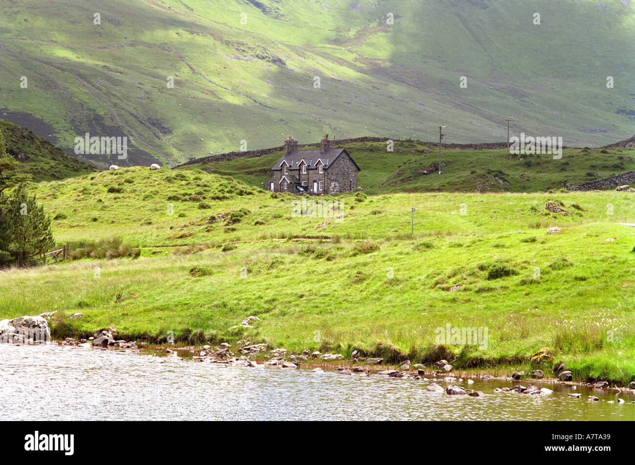 Schafe auf dem Bauernhof Cader Idris Snowdonia Stockfoto