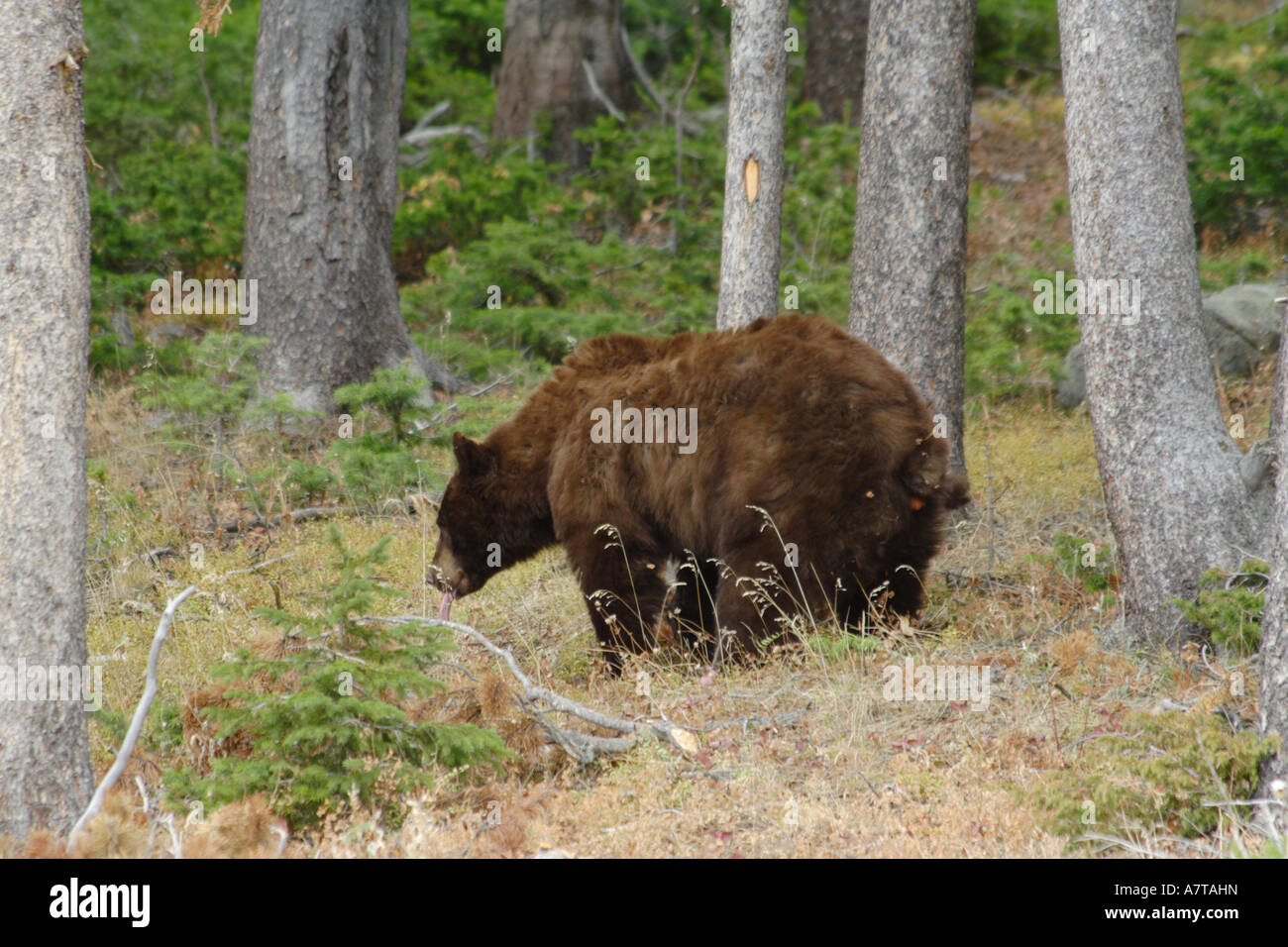 Rusty" der Bär auf die Toilette in den Wald gehen Stockfotografie - Alamy
