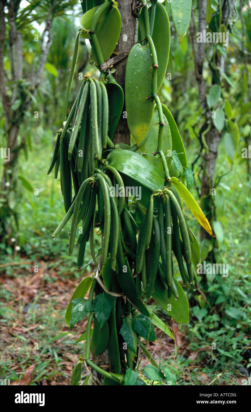 Nahaufnahme der nassen Pflanze, Reunion Island, Frankreich Stockfoto