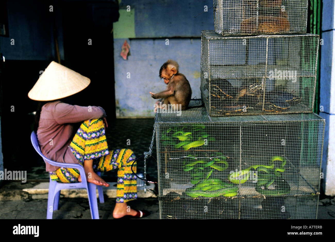 Vietnam, Saigon (Ho-Chi-Minh-Stadt), Tiere zum Verkauf (Schlangen, Affen...) Stockfoto