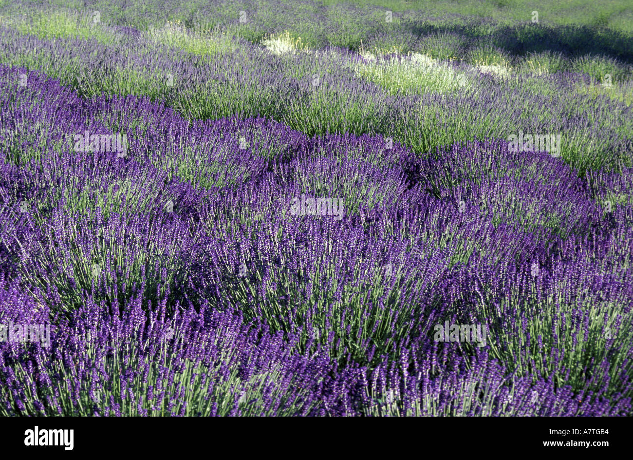 USA, Washington State, Olympic Peninsula, Sequim.  Lavendelfelder im Sommer. Stockfoto